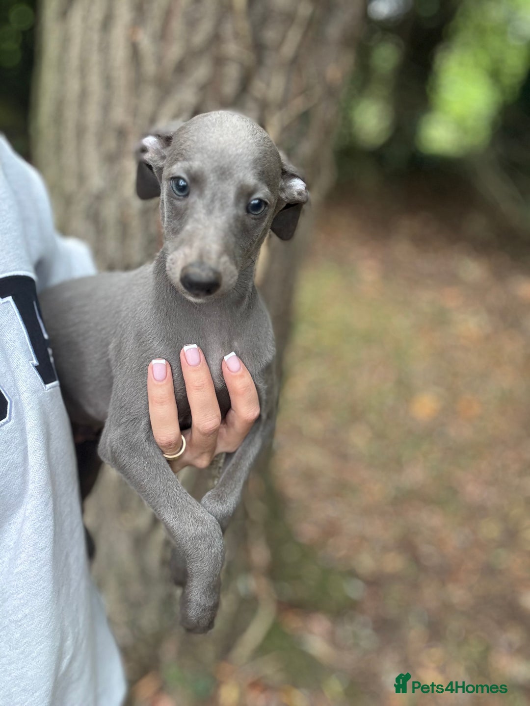 Whippet dogs for sale: 100% SHOW TYPE KC REGISTERED BLUE - Image 5