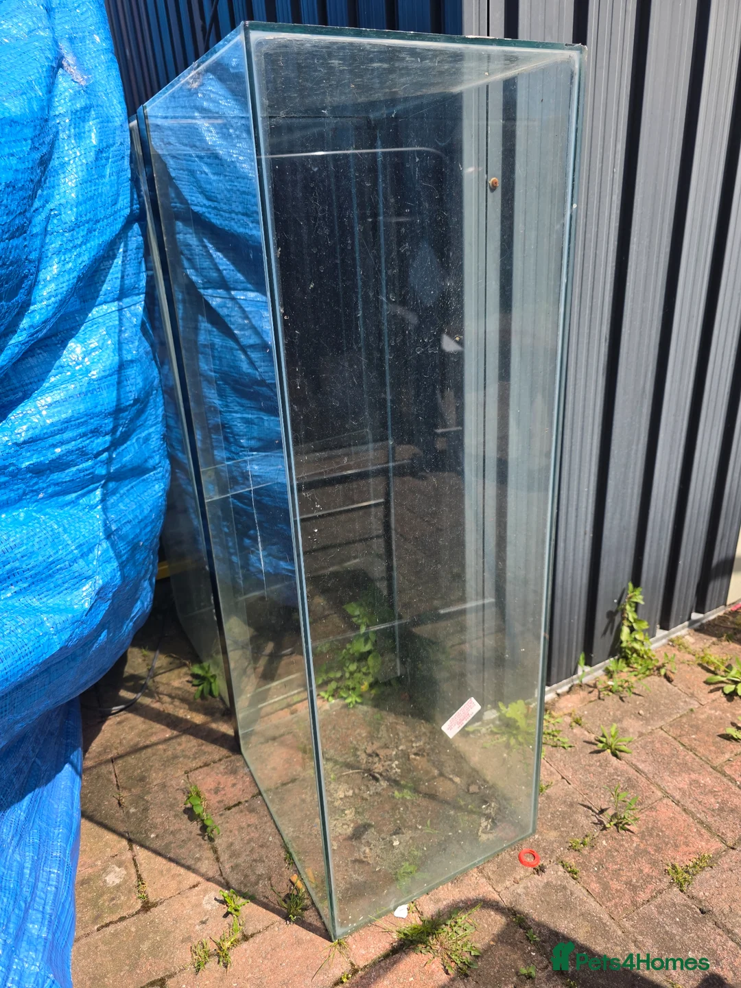 Frog reptiles for sale: Frogs and toads for sale in set ups - Advert 12