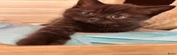 British Shorthair cats for sale: Chunky BDH / Ragdoll kittens  - Advert 8