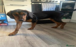 Mixed Breed dogs for adoption: AUTUMN - leaves a mark in your heart! - Image 2