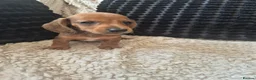 Dachshund dogs for sale: Kc dachshund puppies! - Advert 18