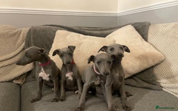 Whippet dogs for sale: ⭐️ Beautifully bred whippet pups ⭐️ - Image 3