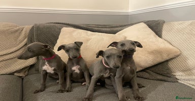 Whippet dogs - Advert 10