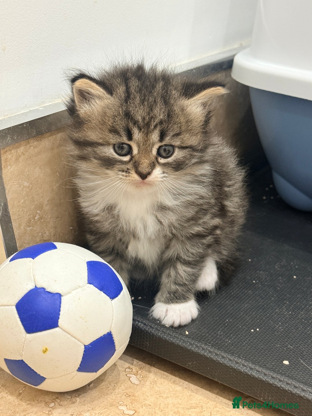 Siberian cats for sale: Pure Siberian kitten  - Image 16
