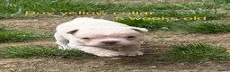 Mixed Breed dogs for sale: French chow puppies  - Advert 6