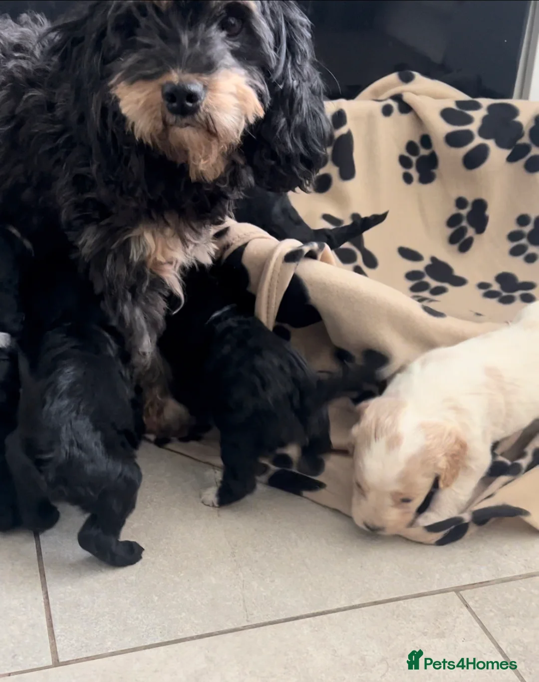 Cavapoo dogs for sale: Beautiful Cavapoo puppies  - Advert 7