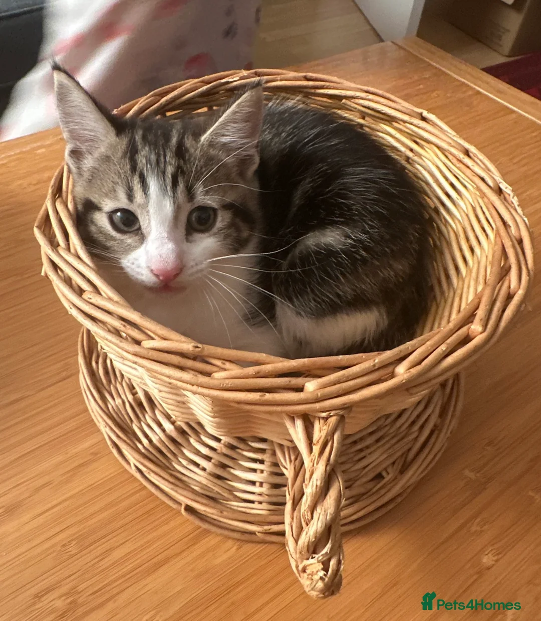 Ragdoll cats for sale: Ready NOW4 Kittens – Ragdoll Mom &shorthair Dad 🐾 - Advert 2