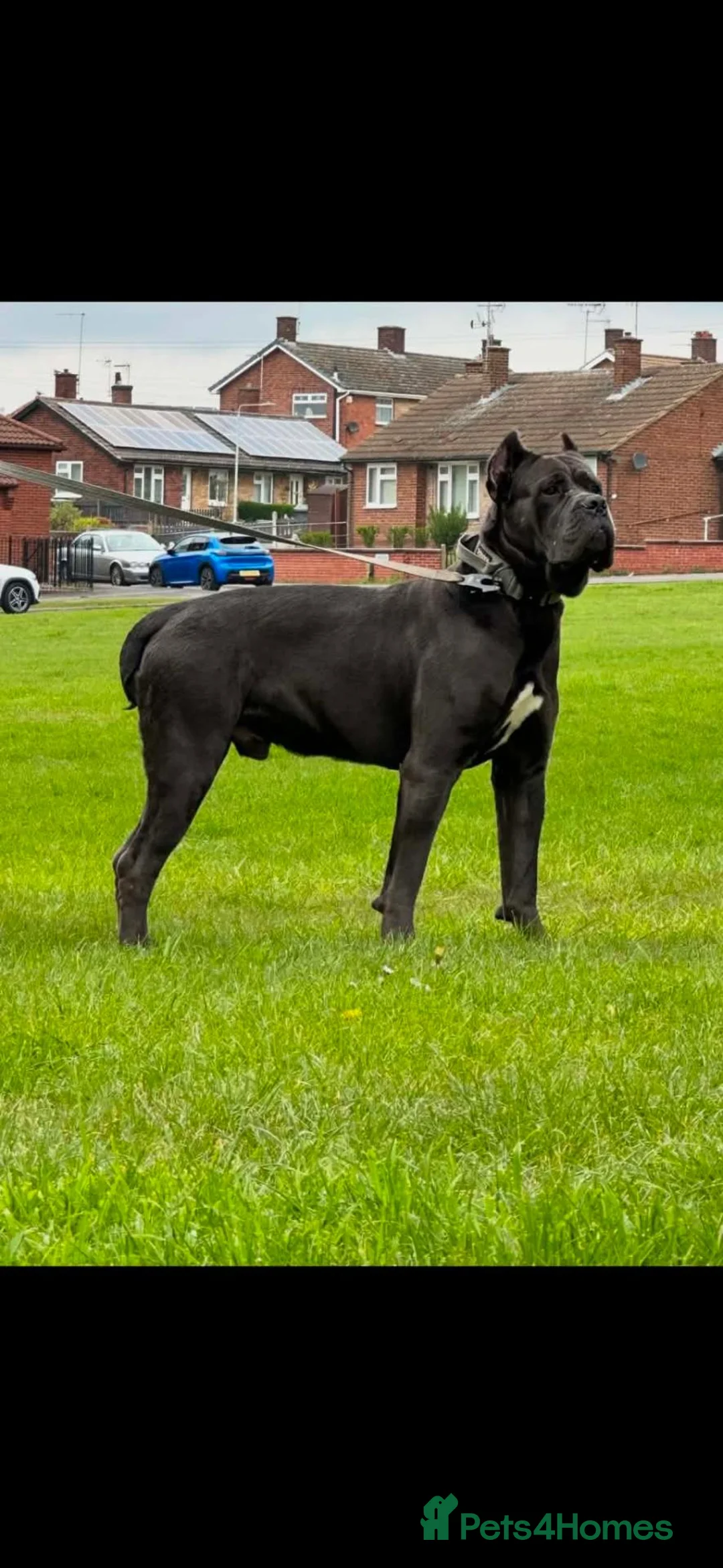Cane Corso dogs for sale: Cane corso puppies 4 weeks old  - Advert 2