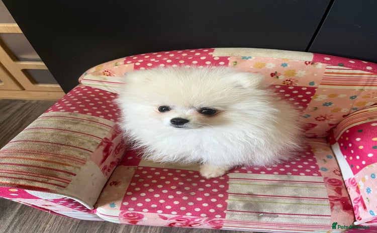 Pomeranian dogs - Advert 1