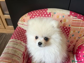 Pomeranian dogs - Advert 3