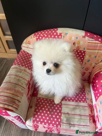 Pomeranian dogs - Advert 12