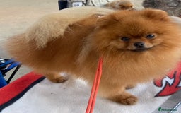 Pomeranian dogs for sale: Fabulous Pomeranian Girl Puppies  - Image 6