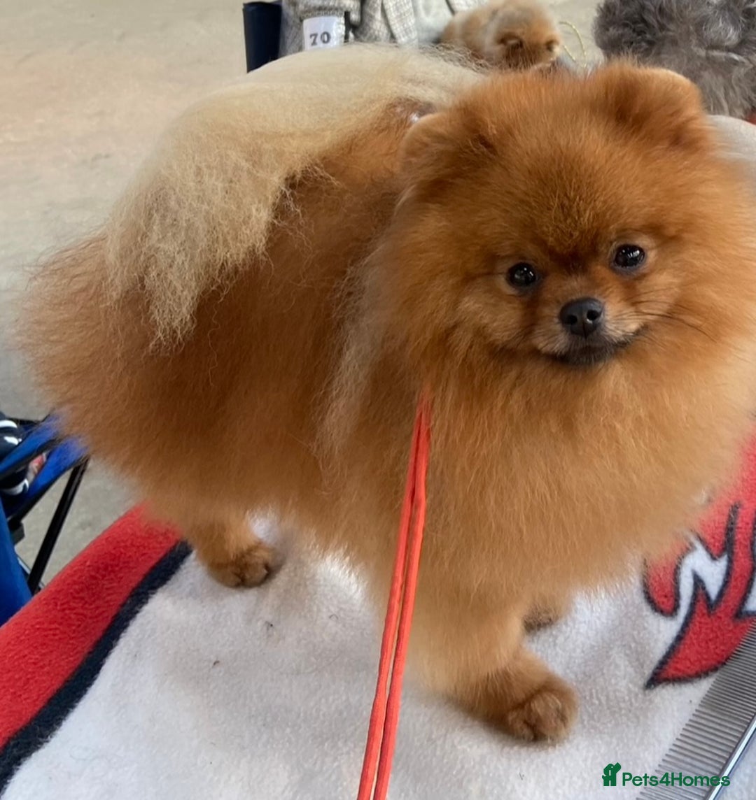 Pomeranian dogs for sale: Fabulous Pomeranian Girl Puppies  - Image 6