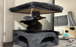 British Shorthair cats for sale: 🐾 British Shorthair Kitten🐾 - Image 14