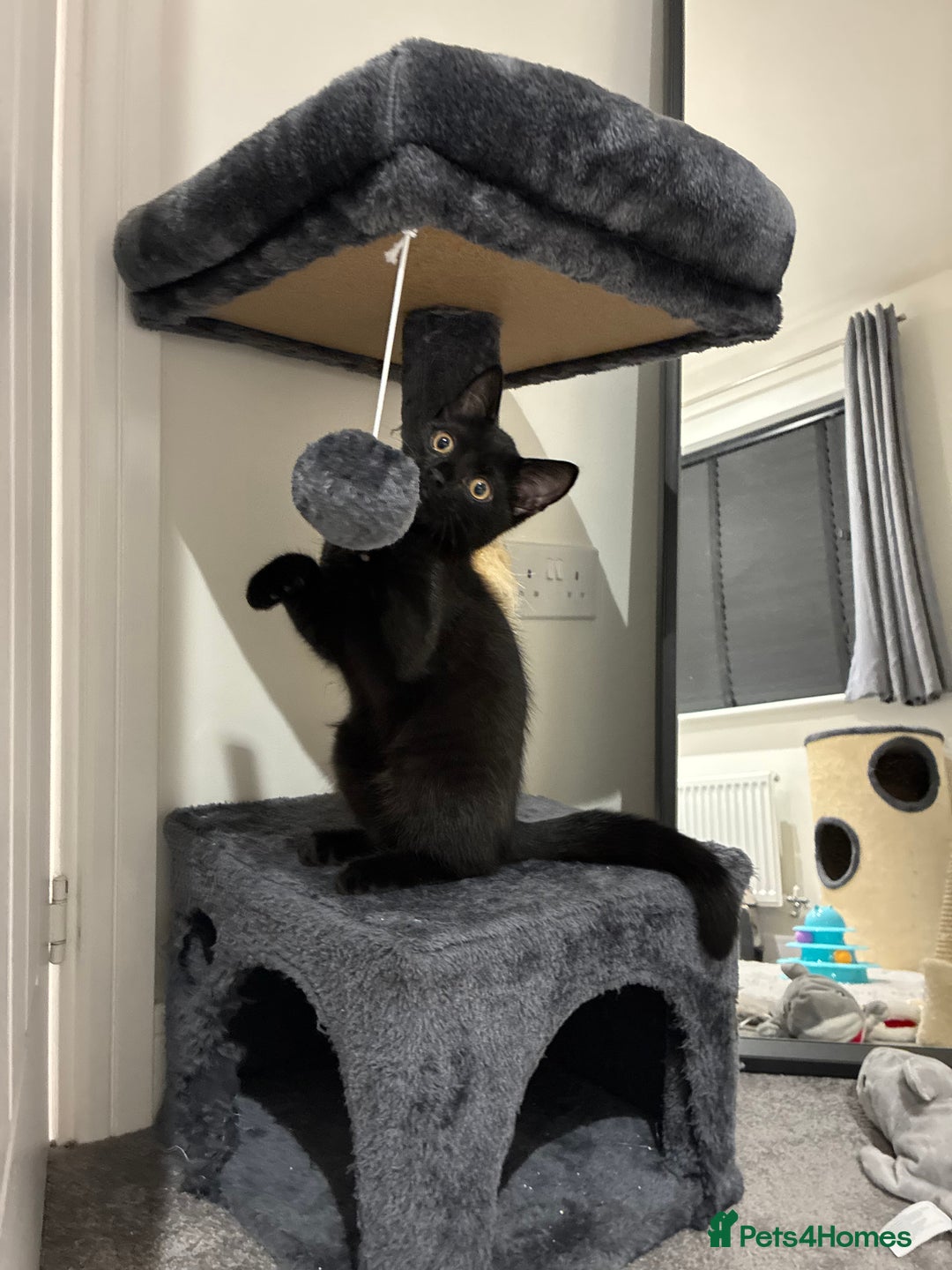 British Shorthair cats for sale: 🐾 British Shorthair Kitten🐾 - Image 14