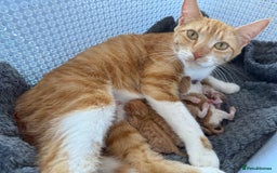 Mixed Breed cats for sale: Ginger kittens for sale - Image 12