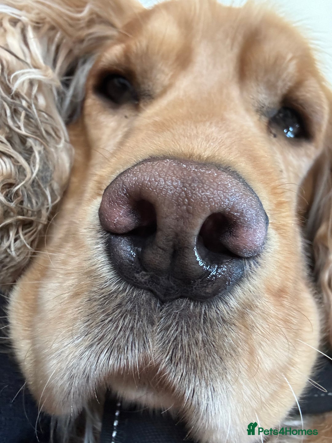 Cocker Spaniel dogs for sale: Sunny-Working Cocker Spaniel - Image 6