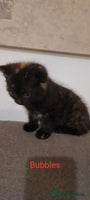 Mixed Breed cats Beautiful mixed breed kittens - Advert 3