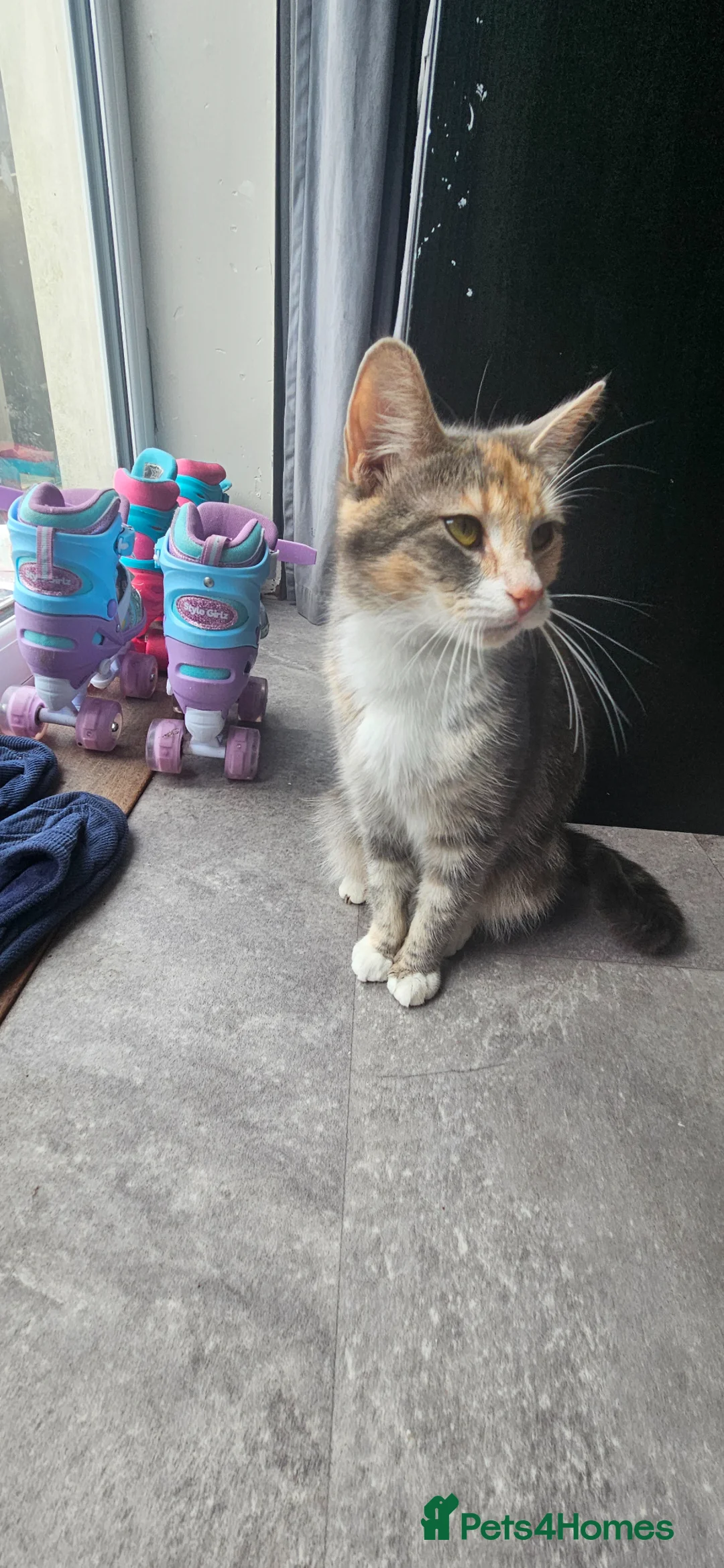 Mixed Breed cats for sale: Maincoon bloodline  - Advert 1