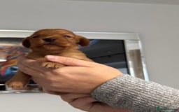 Cocker Spaniel dogs for sale: Red Cocker Spaniel Puppies - Image 22