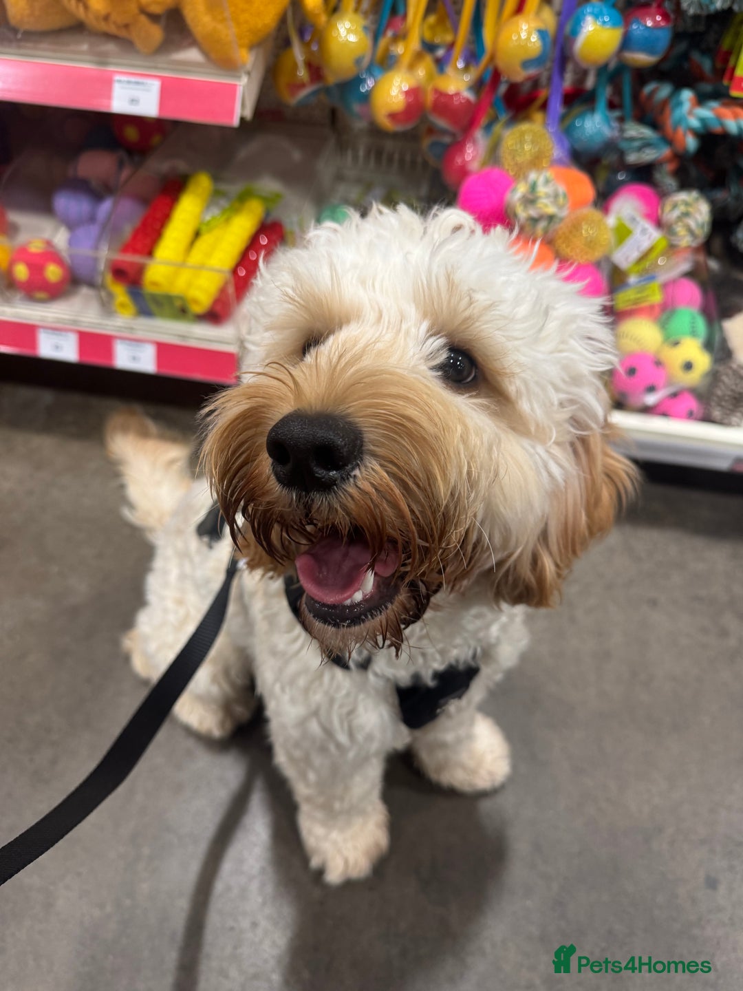 Cockapoo dogs for sale: Rusty  - Advert 4