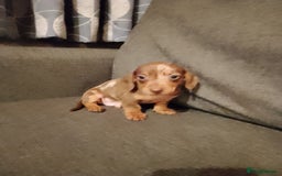 Miniature Dachshund dogs for sale: Miniature Dachshund  - Image 14
