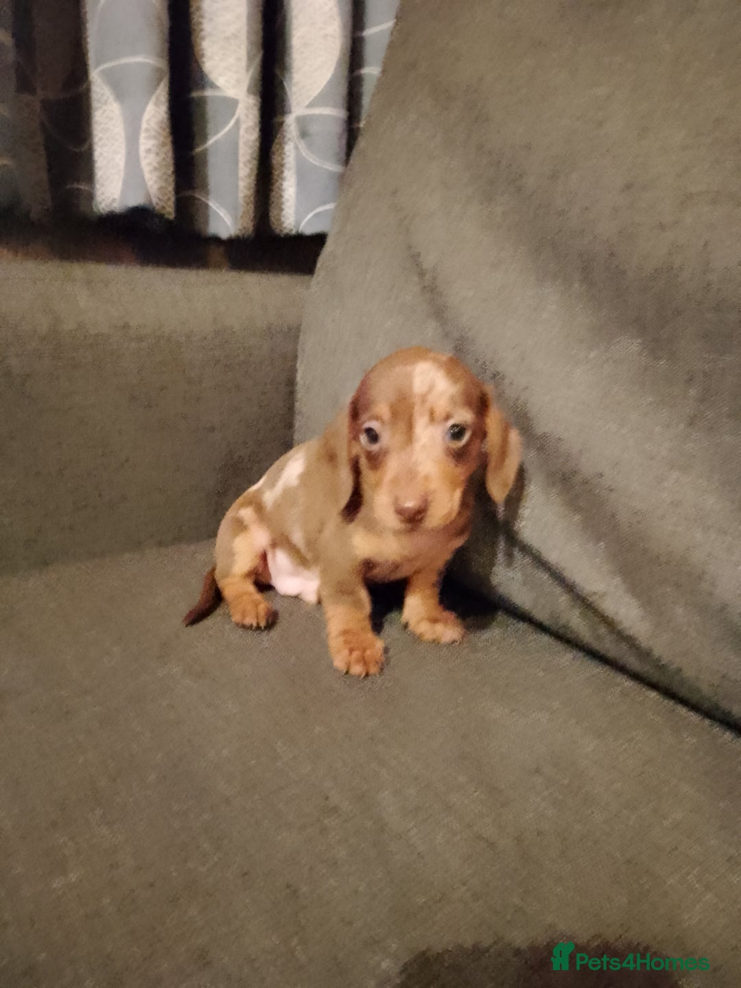 Miniature Dachshund dogs for sale: Miniature Dachshund  - Image 14