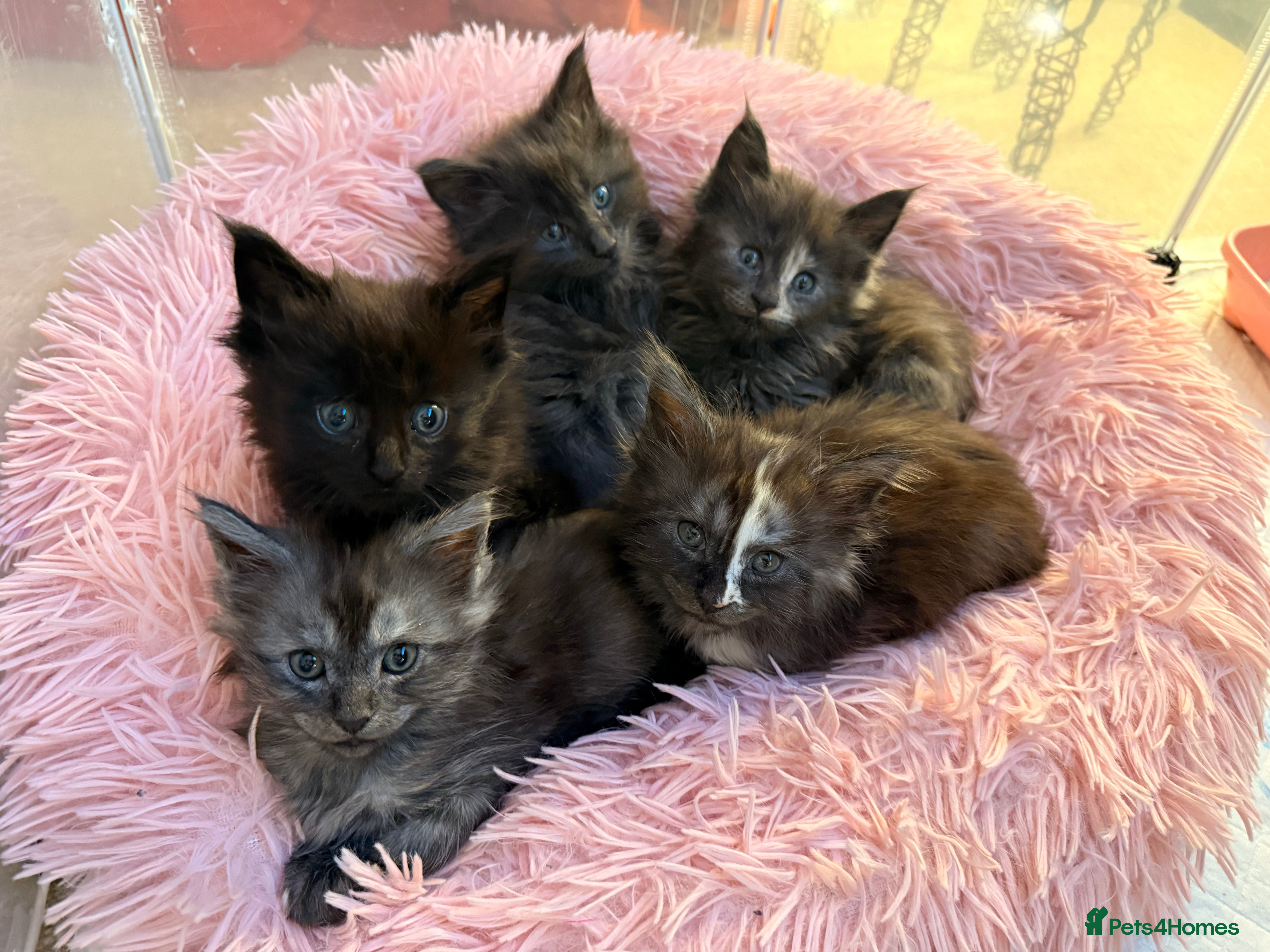 Maine Coon cats 🌟 Stunning Maine Coon Kittens 🌟 - Advert 6