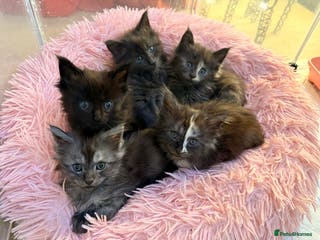 Maine Coon cats 🌟 Stunning Maine Coon Kittens 🌟 - Advert 10