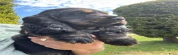Cocker Spaniel dogs for sale: Quality DNA clear show cocker spaniels  - Advert 6