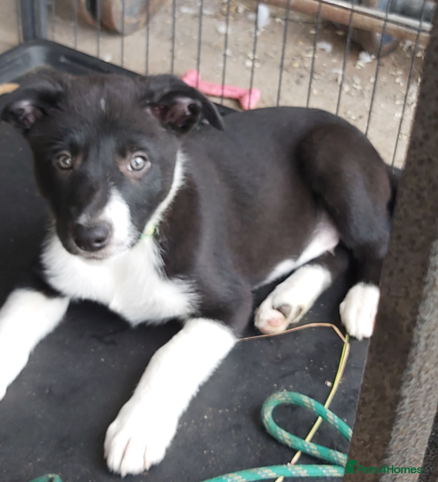 Border Collie dogs Beautiful Border Collies - Advert 8