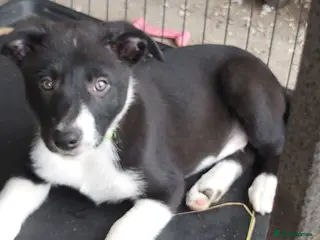 Border Collie dogs Beautiful Border Collies - Advert 6