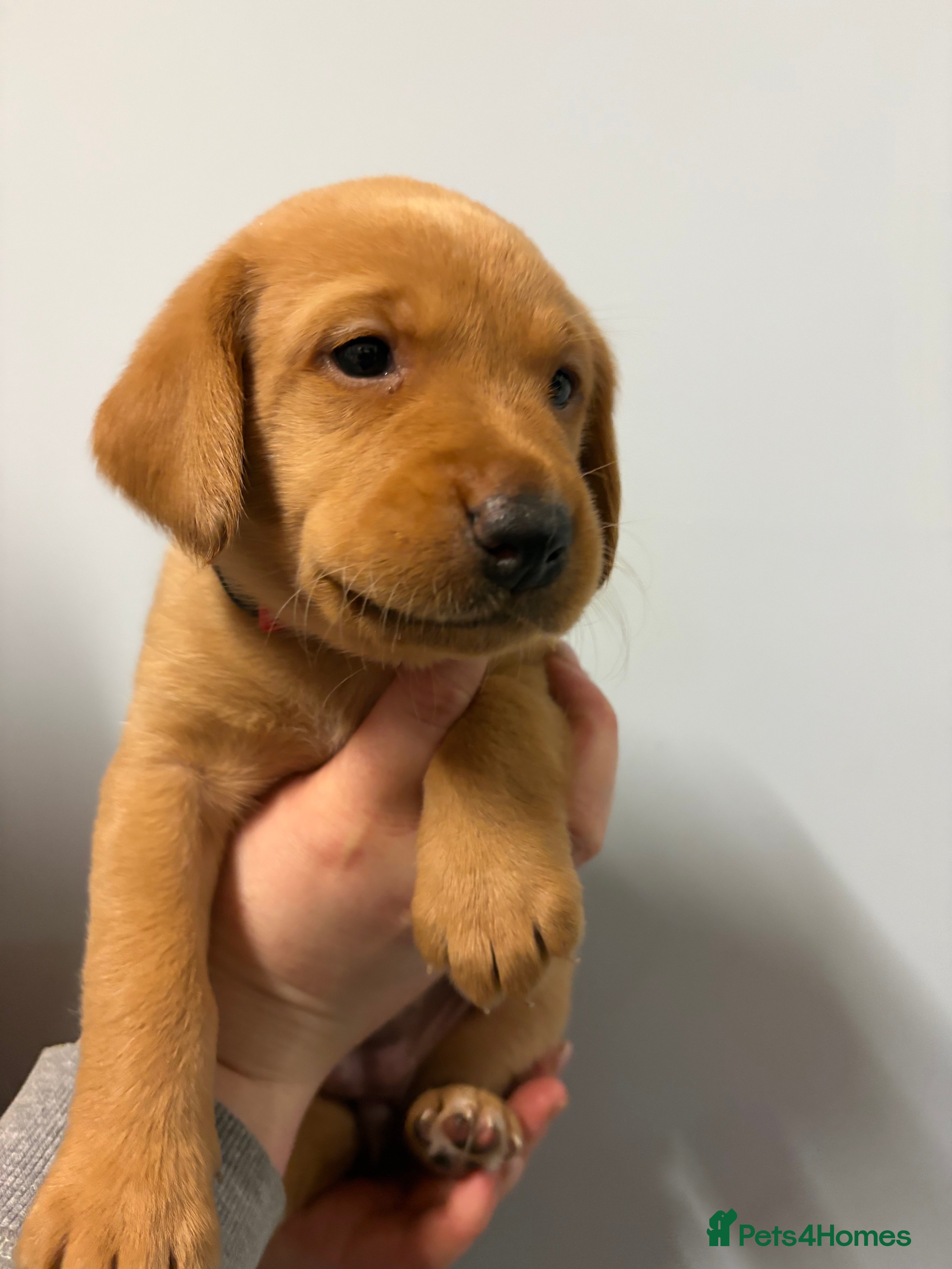 Labrador Retriever dogs Fox Red Labrador Puppies - Advert 2