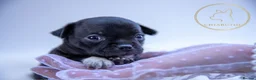 Chihuahua dogs for sale: 🌟 Exceptional Smooth-Coat Chihuahua Girls  - Advert 8