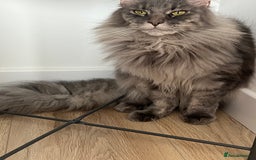 Maine Coon cats for sale: Maine coon  - Image 7