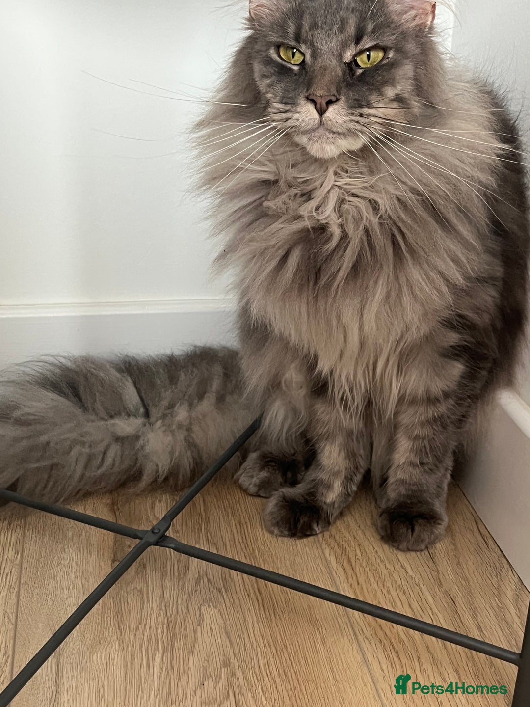 Maine Coon cats for sale: Maine coon  - Image 7