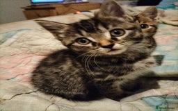 Mixed Breed cats for sale: 3 Beautiful Tabby fluffy Kittens - Image 11