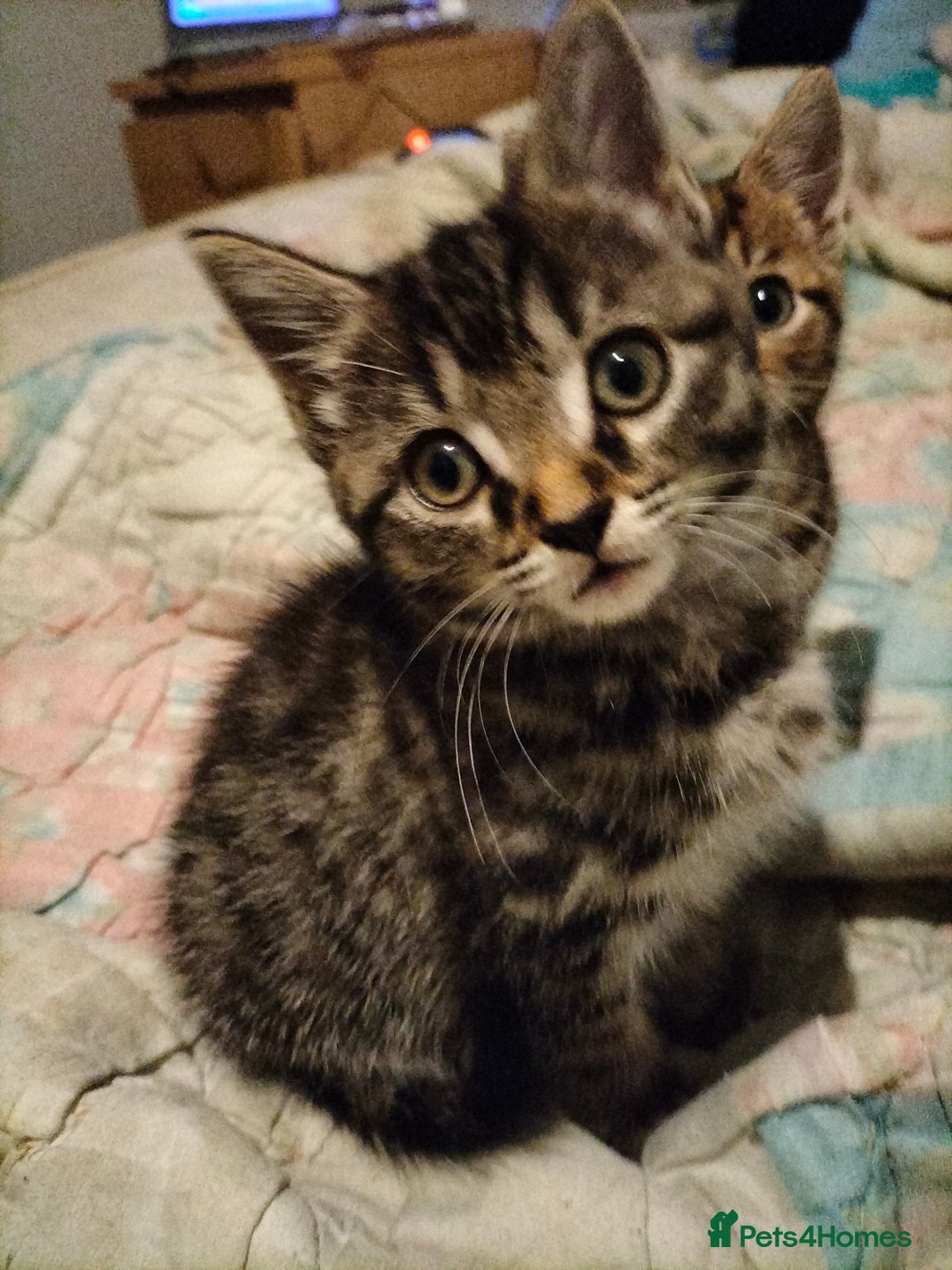 Mixed Breed cats for sale: 3 Beautiful Tabby fluffy Kittens - Image 11
