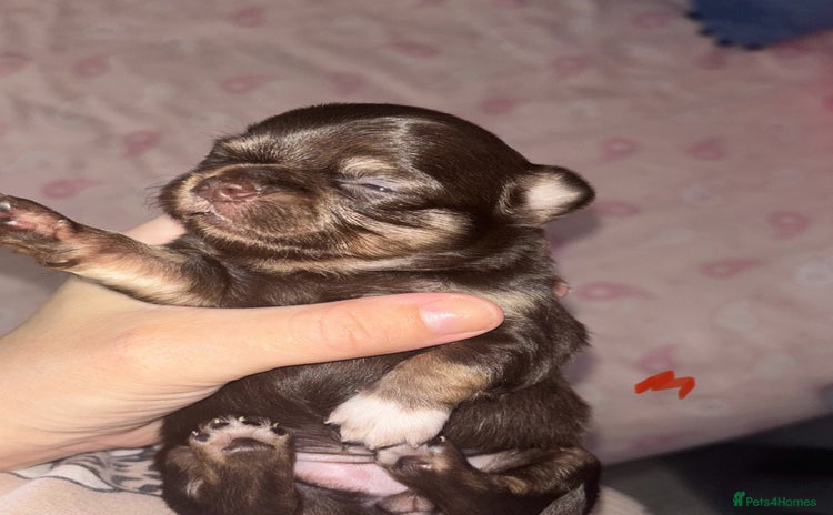 Chihuahua dogs - Advert 3