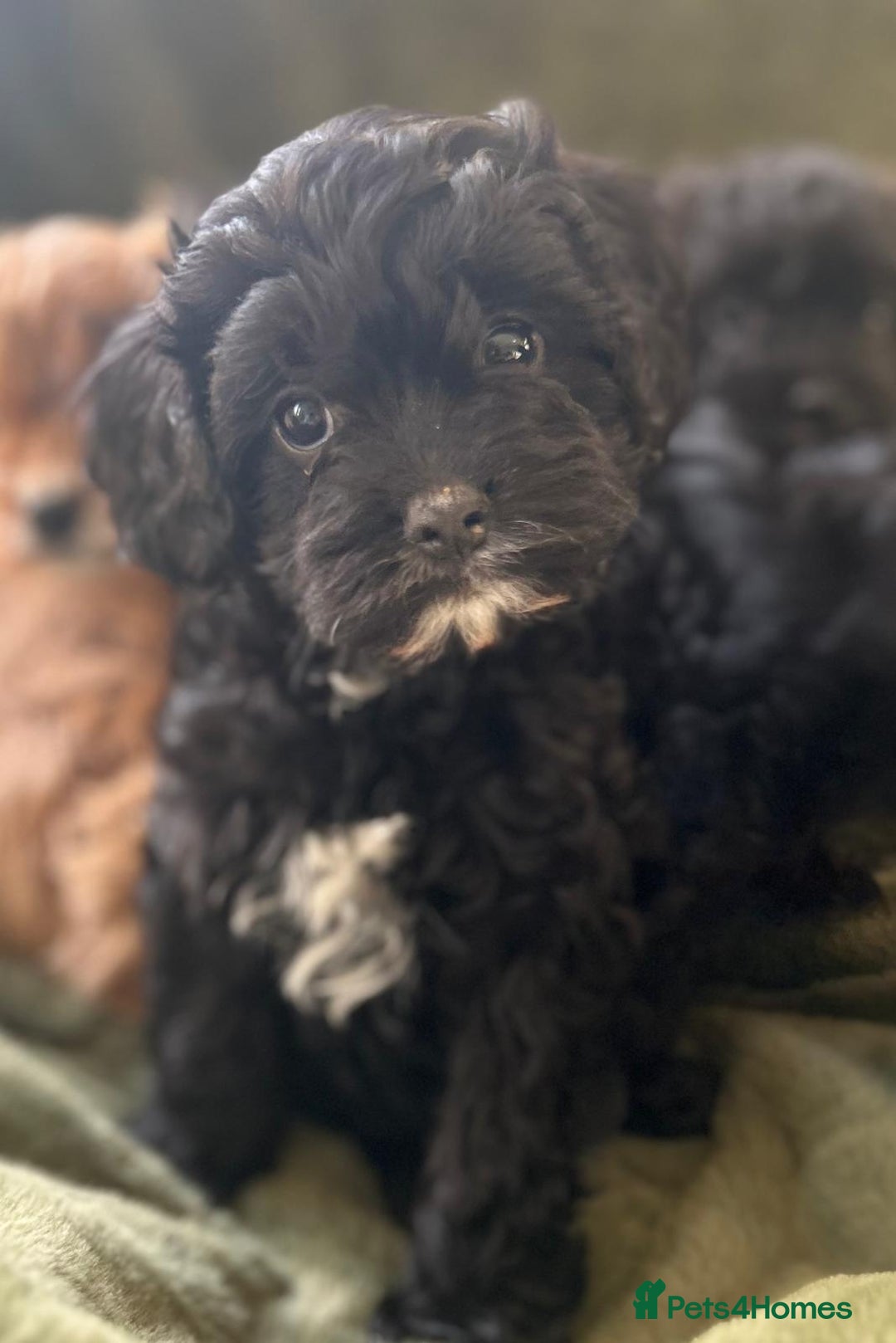 Cavapoo dogs for sale: Stunning cavapoos - Advert 13
