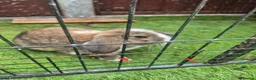 Mixed Breed rabbits for sale: Male and female  bunnies  - Advert 2