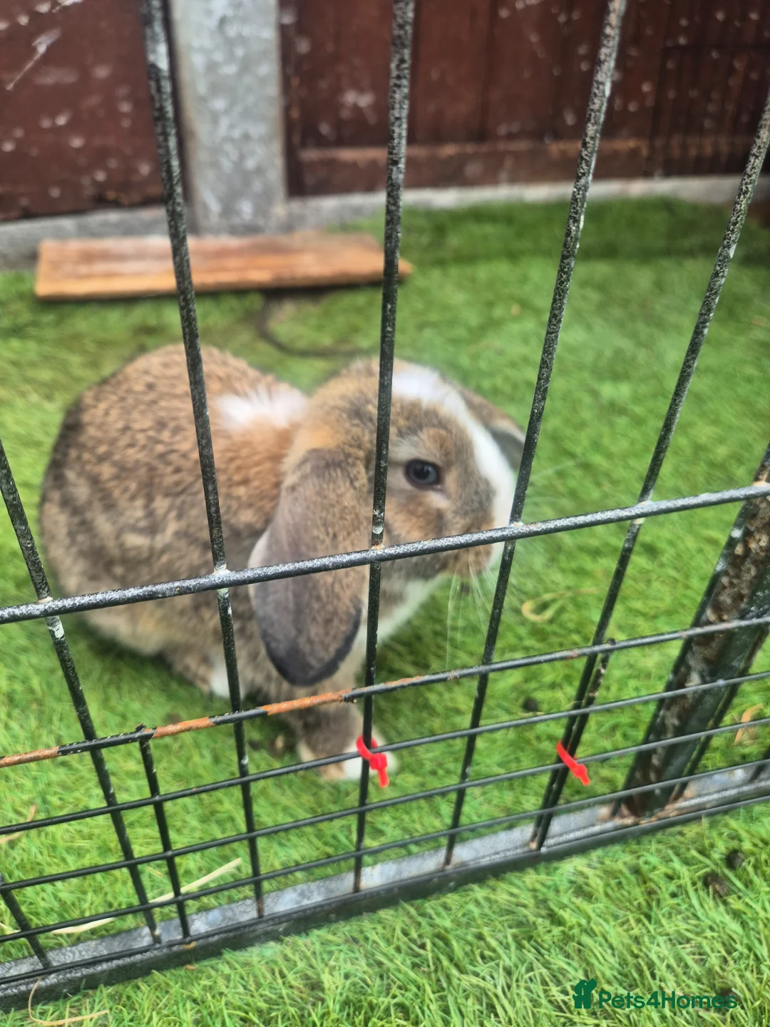 Mixed Breed rabbits for sale: Male and female  bunnies  - Advert 2