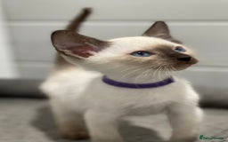 Siamese cats for sale: GCCF Registered Traditional Siamese Kittens  - Image 9