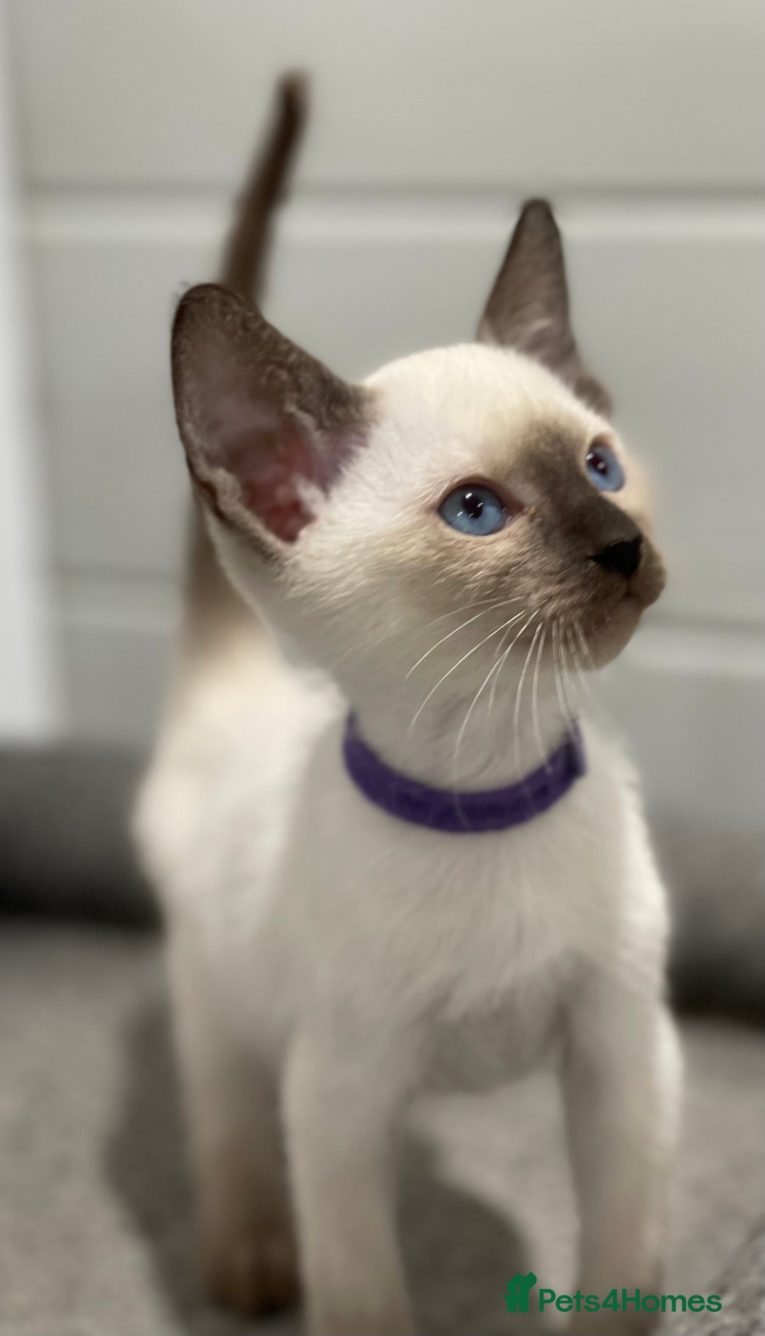 Siamese cats for sale: GCCF Registered Traditional Siamese Kittens  - Image 9