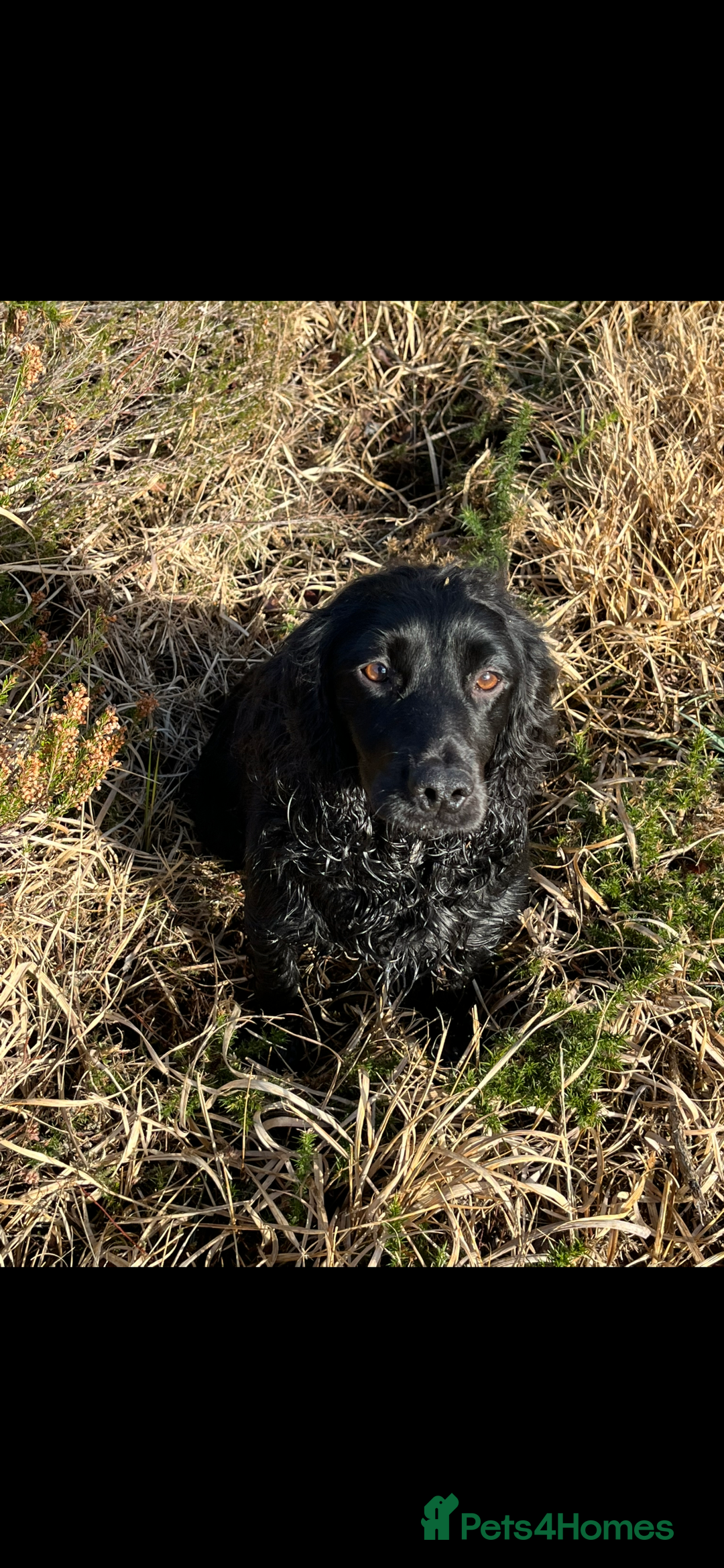 Cocker Spaniel dogs for sale: Beautiful Cocker Puppies - Advert 2