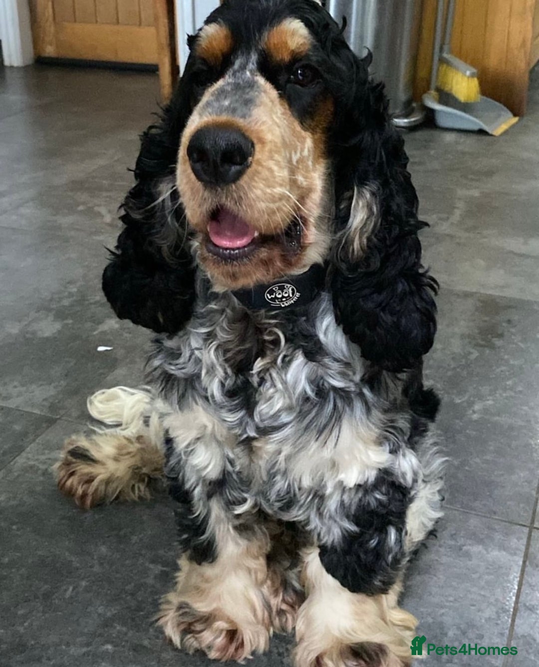 Cocker Spaniel dogs for sale: Cocker Spaniel - Show type - the calm type - Image 3