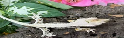 Gecko reptiles for sale: Crested Gecko Collection for sale  - Advert 3