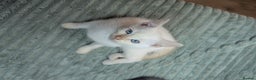 Siamese cats for sale: Flame point Siamese kitten male  - Advert 5