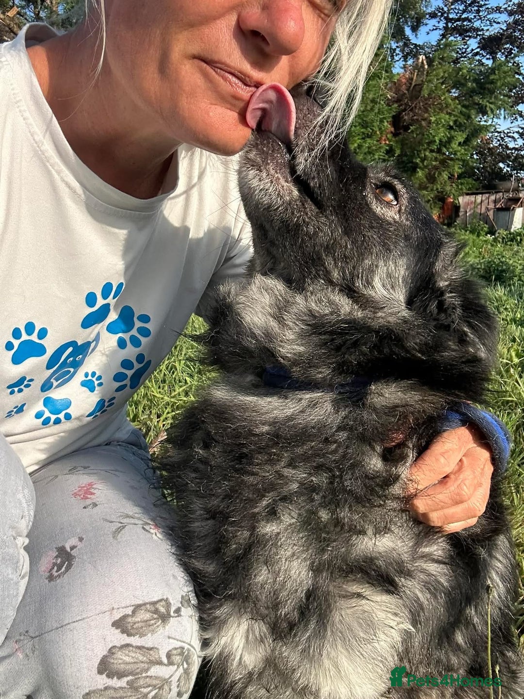 Mixed Breed dogs for adoption: Roberto - Norwich Norfolk  - Image 9