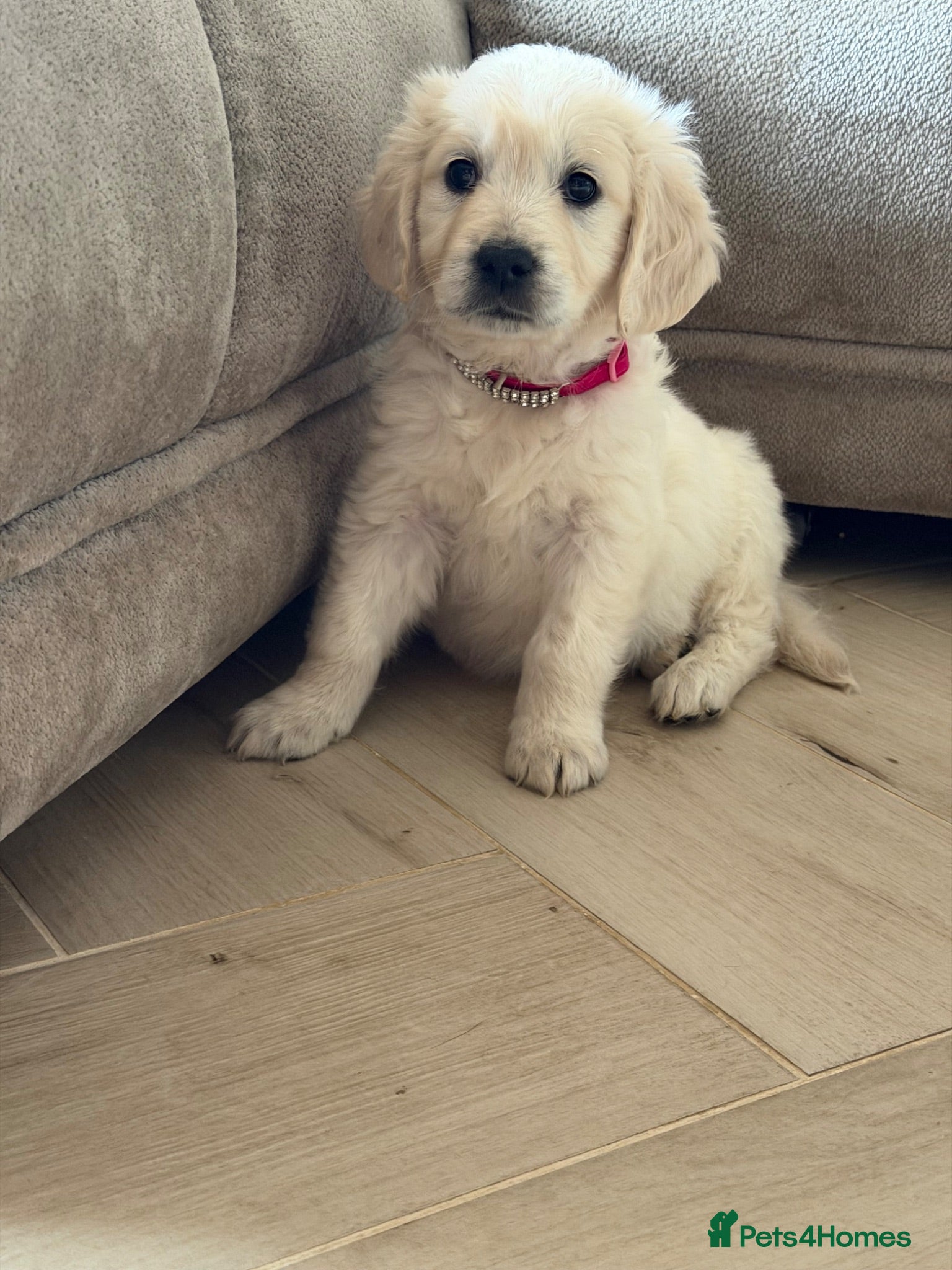 Golden Retriever dogs Pure bread puppies - Advert 2